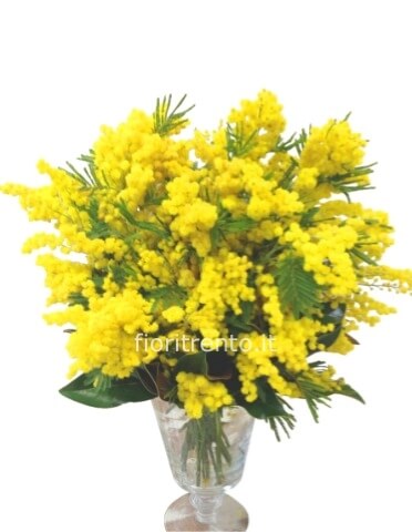 Bouquet di mimosa.