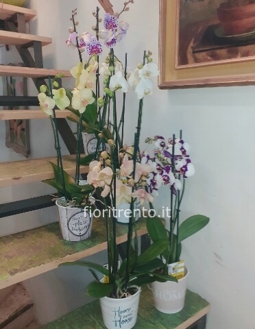 Orchidea Phalænopsis in coprivaso HOME