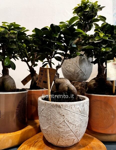 ficus microcarpa ginseng 