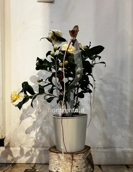 camelia japonica - con coprivaso