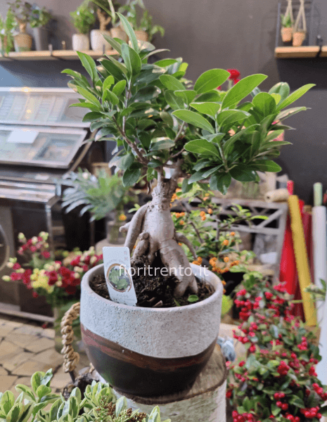 ficus microcarpa ginseng, 45cm