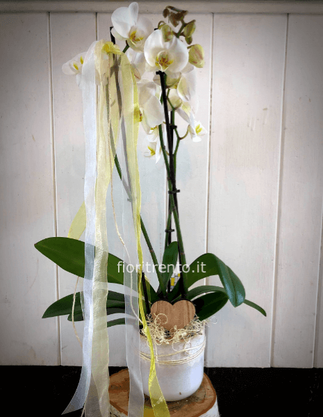 Orchidea Phalænopsis 3 steli, coprivaso smaltato