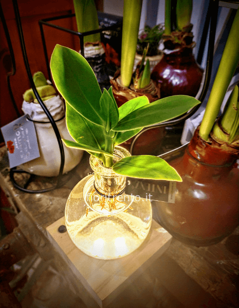 Clusia in vetro con luce