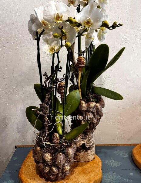 Orchidea phalaeno Natale 4 steli