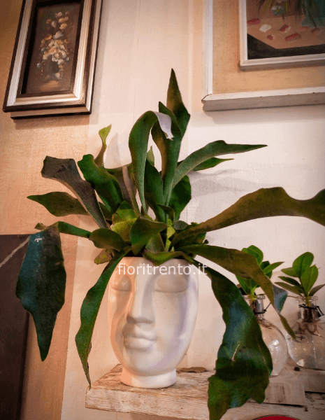 pianta in vaso volto