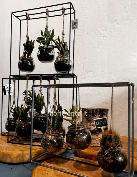 polly compo succulente