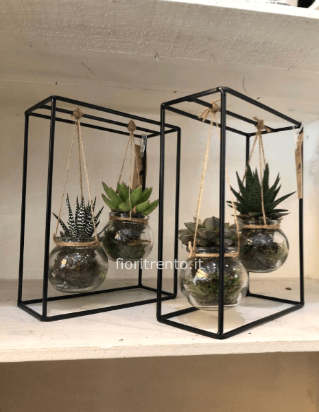 quadretto di succulente