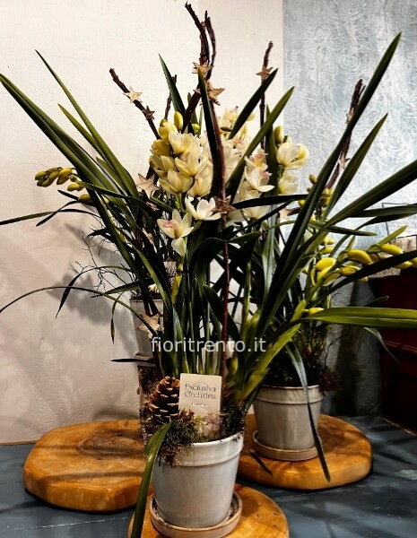 orchidea cymbidium natale