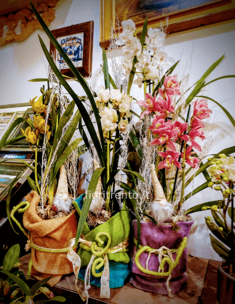 orchidea cymbidium natale