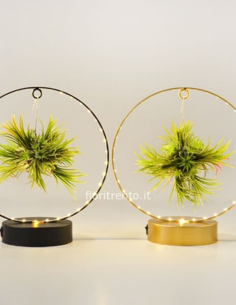 Bromeliacea con led