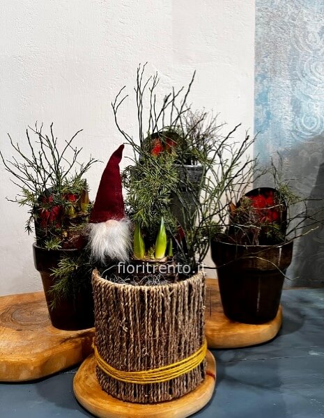 bulbo di amaryllis 3 steli gigante in coprivaso special