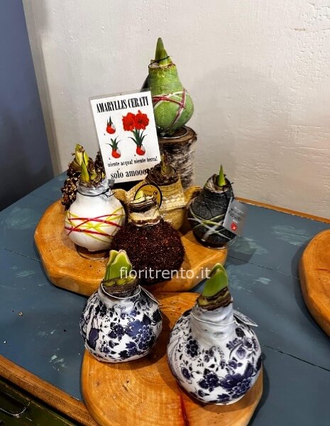 bulbo di amaryllis grande cerato