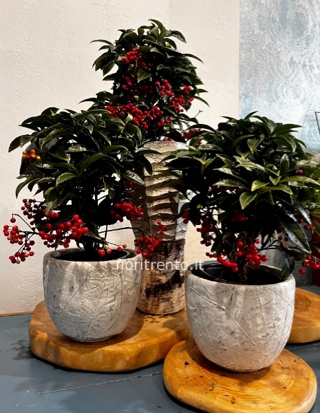 ardisia christmas berries coprivaso decor