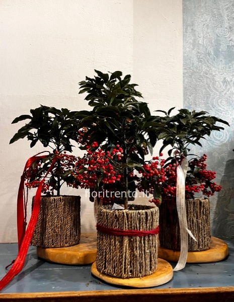 ardisia crenata con vaso laterna