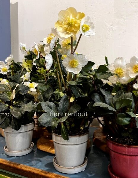 rosa di natale helleborus con coprivaso clint in ceramica con piatto