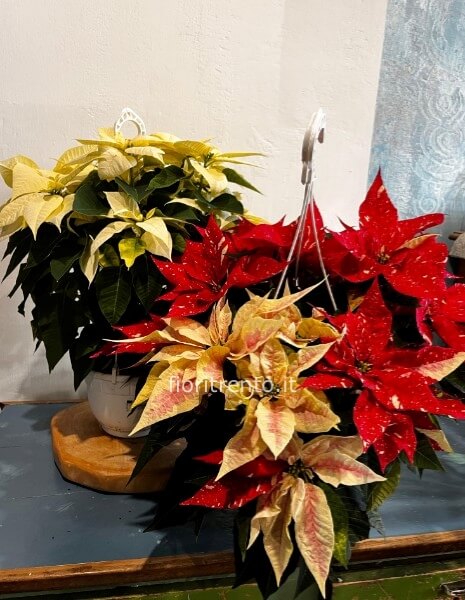 stella di Natale basket