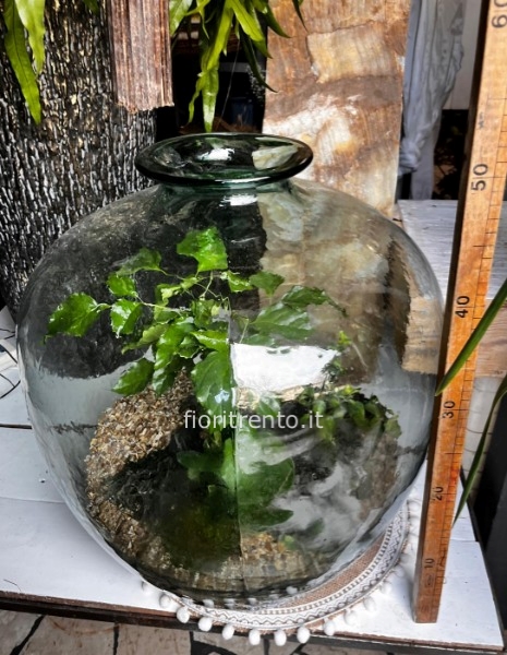 terrarium gigantissimo